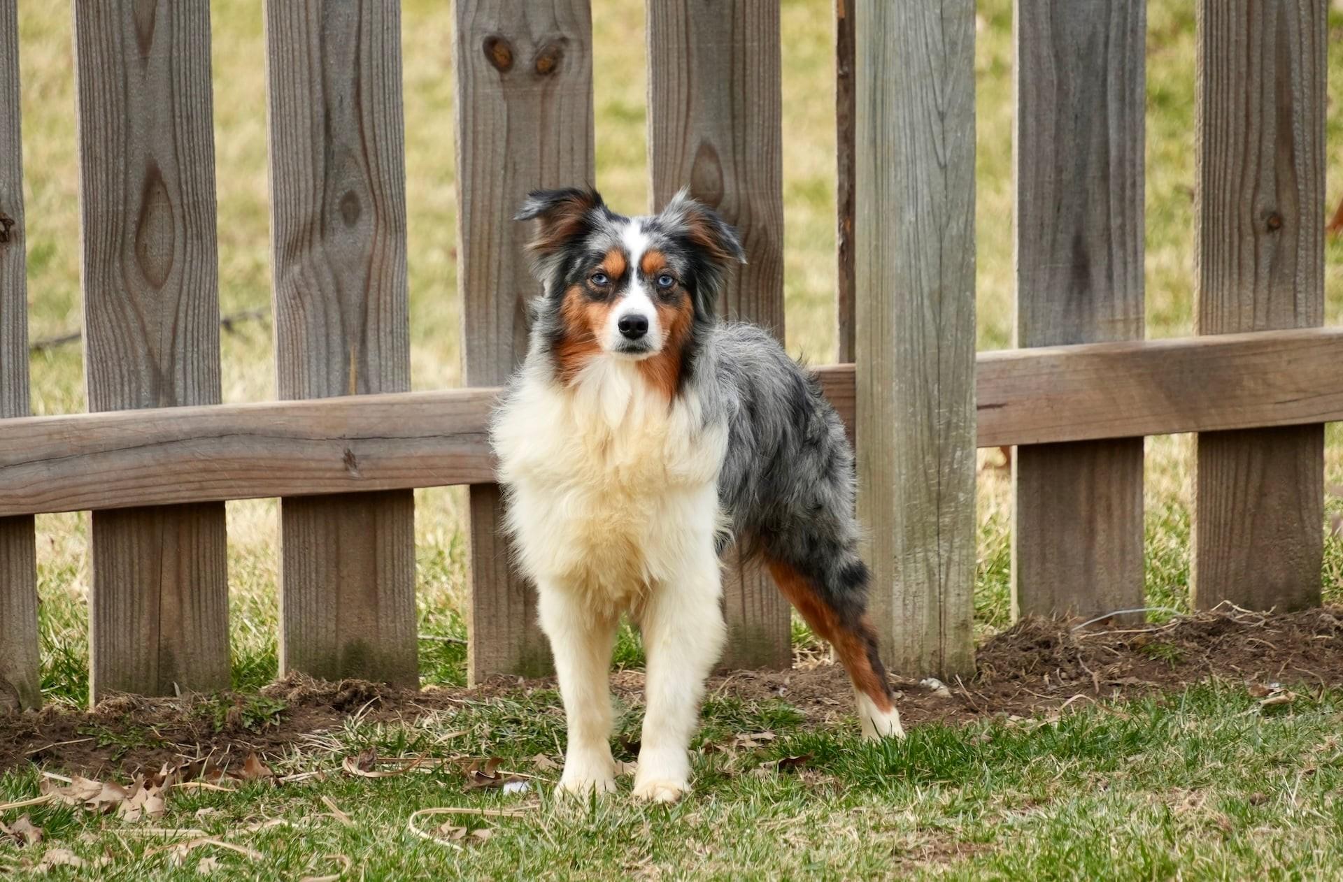 Enlarge Cruz, an adopted Australian Shepherd in Kansas City, MO image 5/6