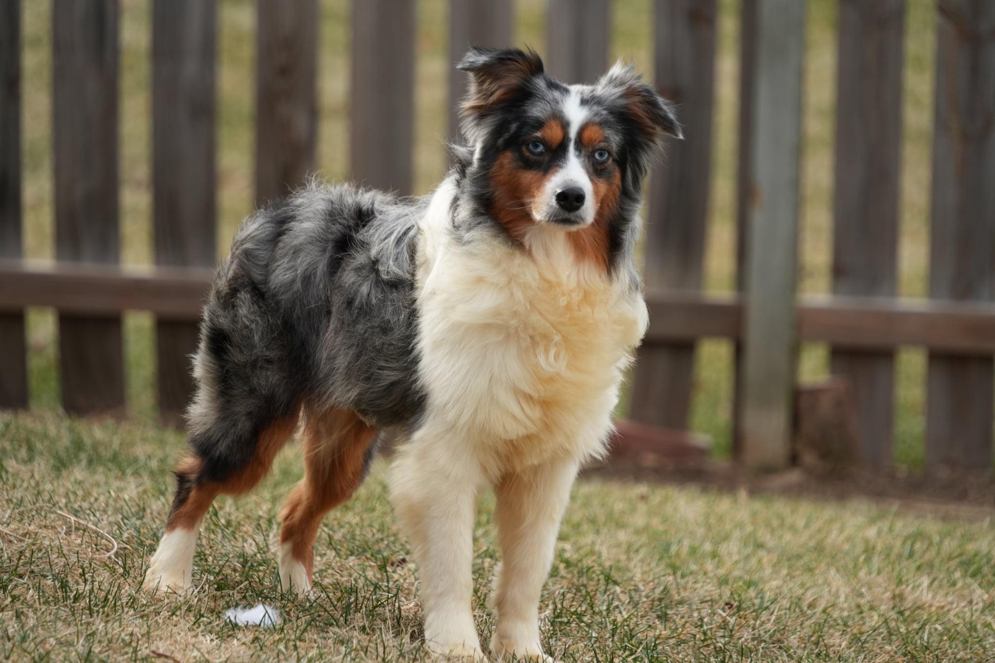Enlarge Cruz, an adopted Australian Shepherd in Kansas City, MO image 2/6