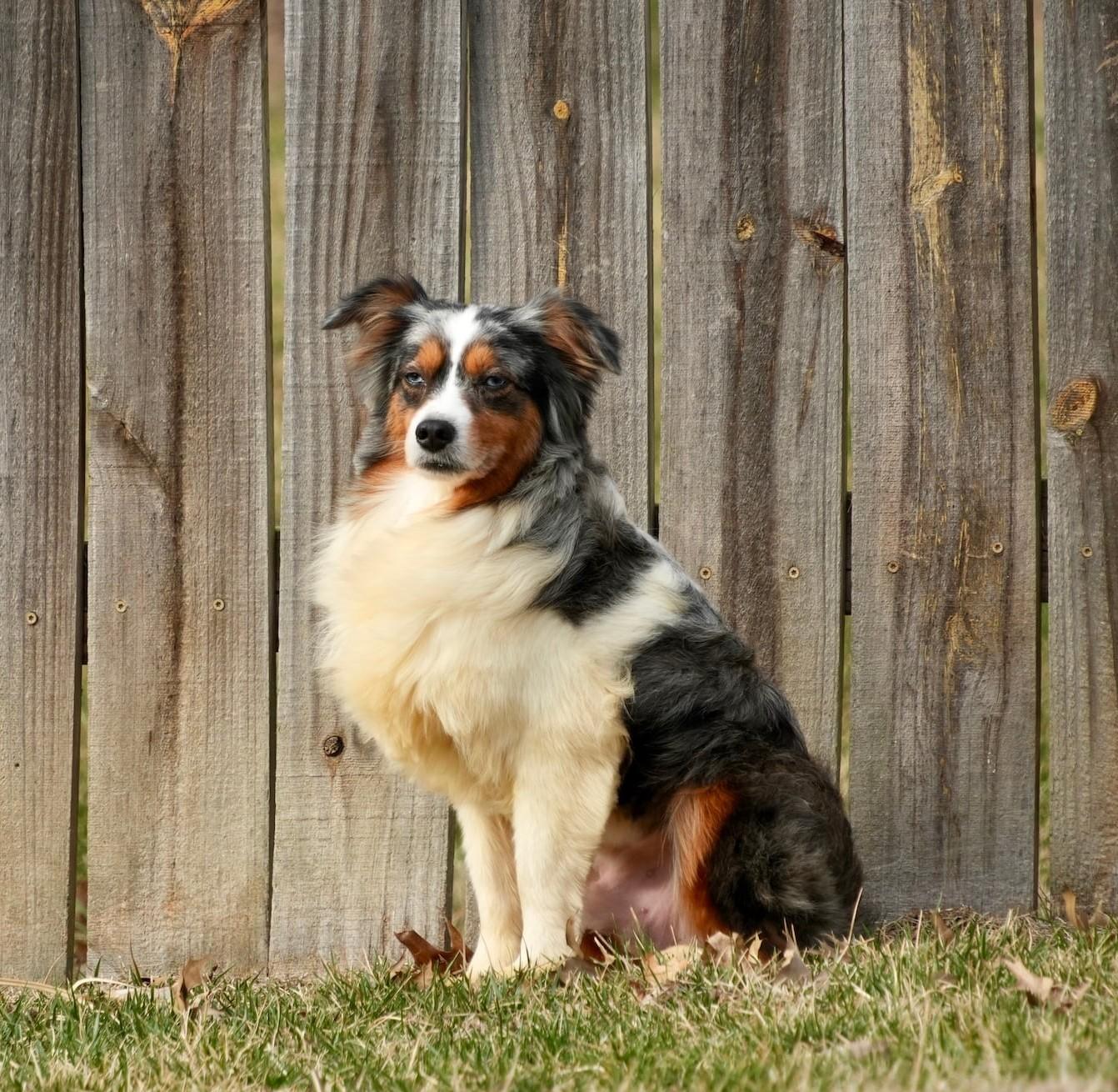 Cruz, adopted, Young Male Australian Shepherd.
