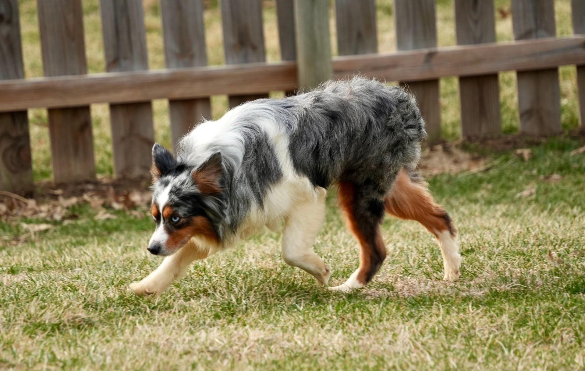 Enlarge Cruz, an adopted Australian Shepherd in Kansas City, MO image 4/6