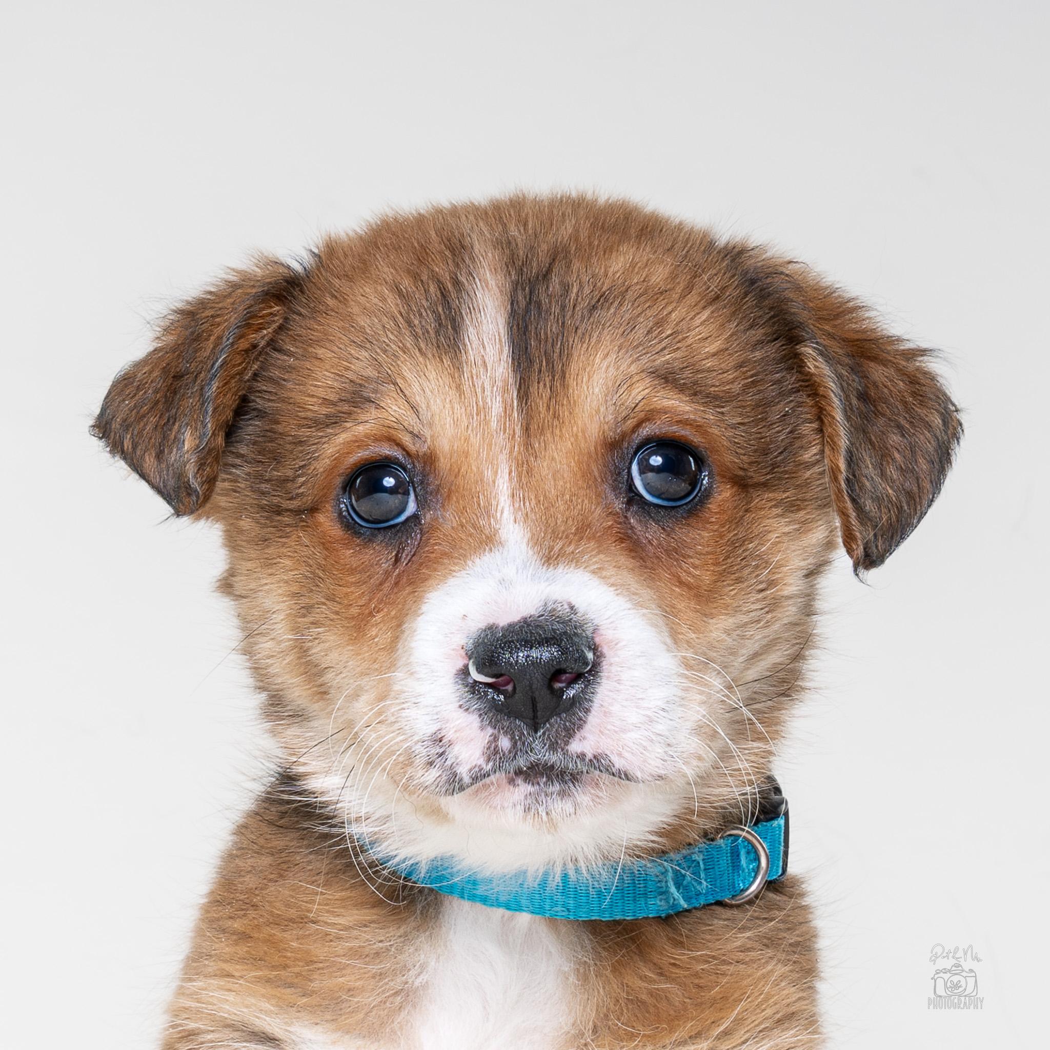 Solange, a Adoptable mixed breed in Itasca, IL image 4/4