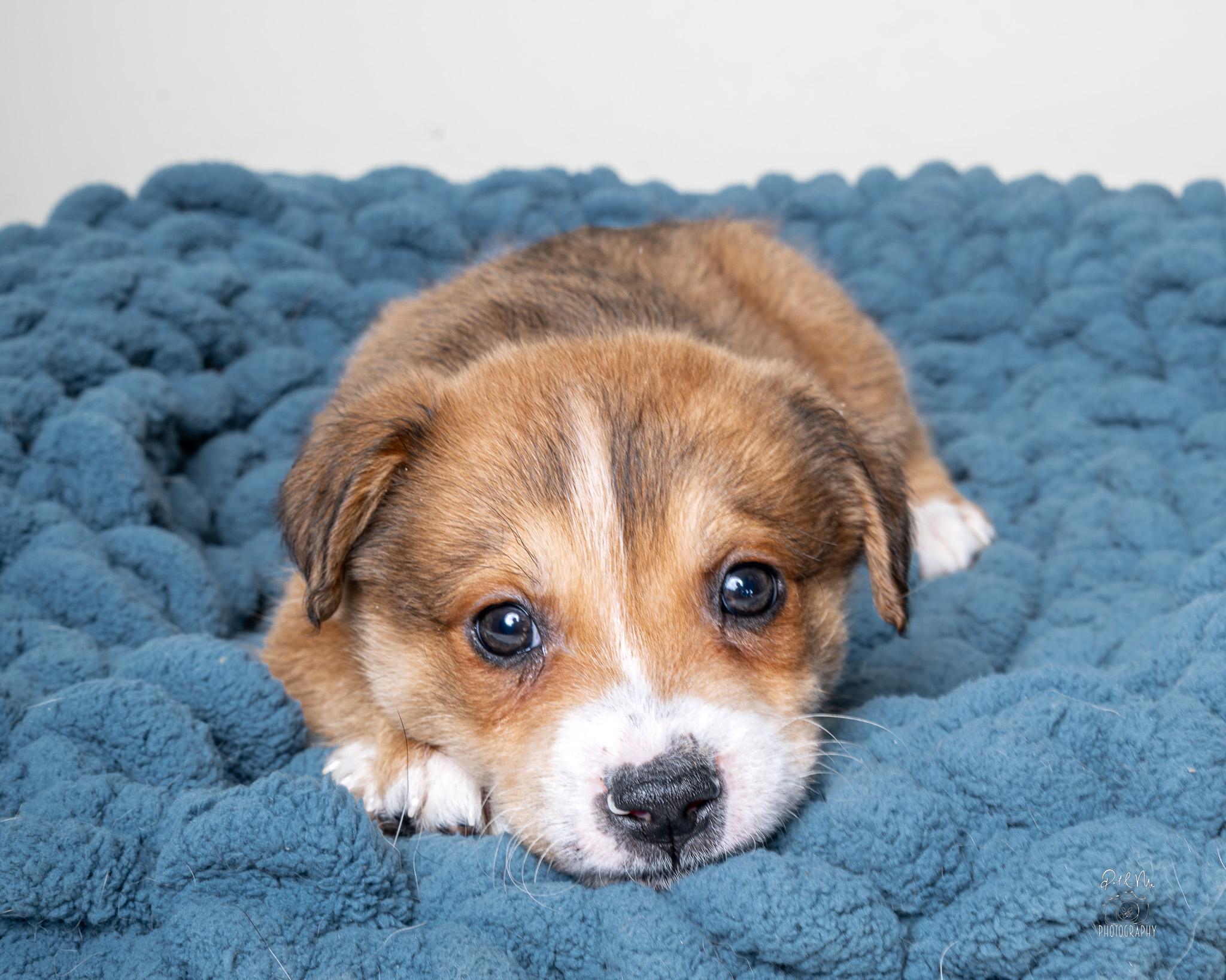 Solange, a Adoptable mixed breed in Itasca, IL image 1/4