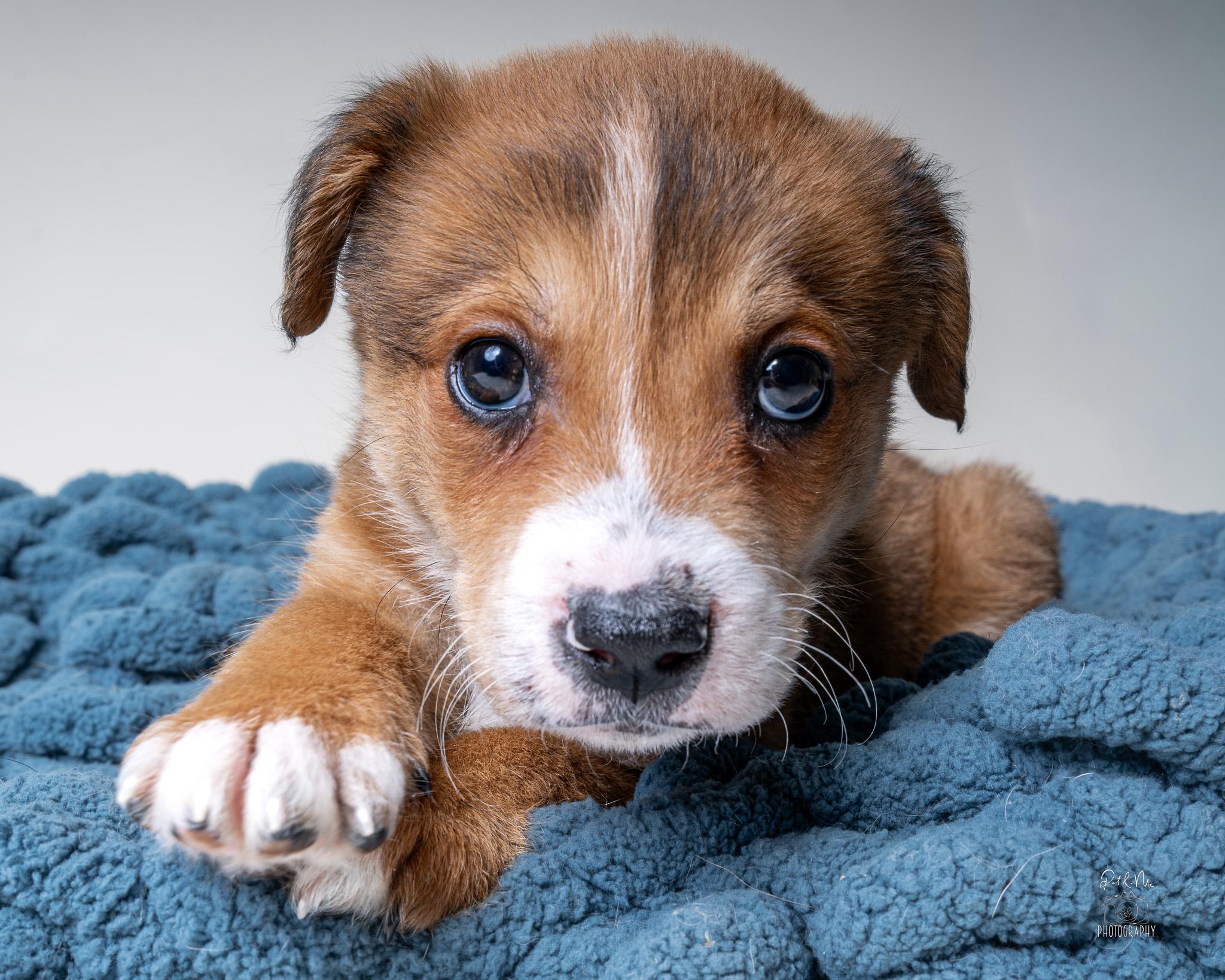 Solange, a Adoptable mixed breed in Itasca, IL image 2/4