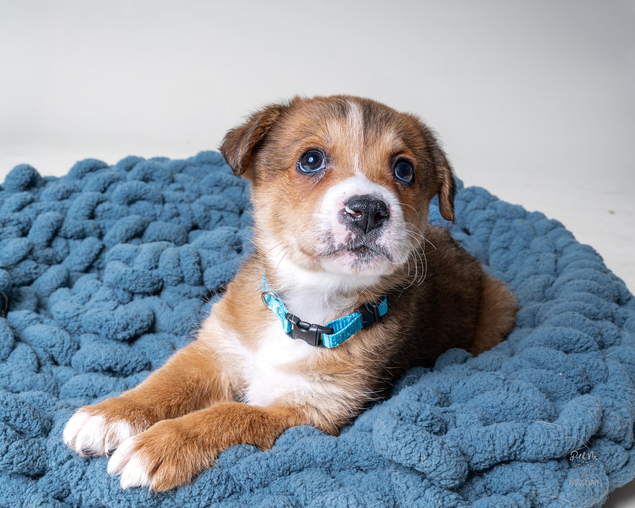 Solange, a Adoptable mixed breed in Itasca, IL image 3/4