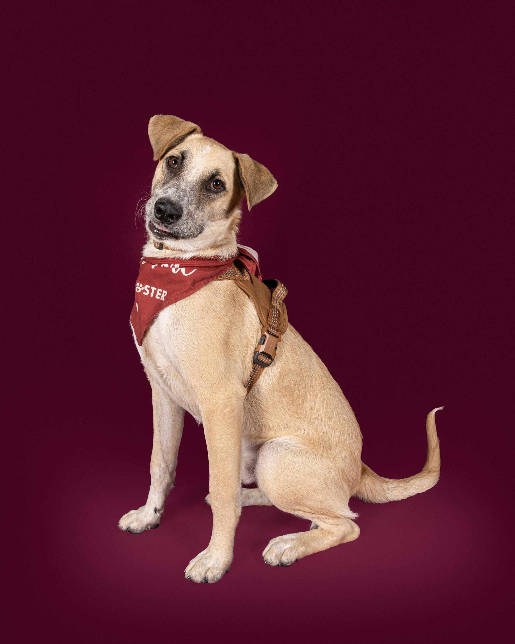 Flash, a Adoptable mixed breed in Commerce City, CO image 3/6