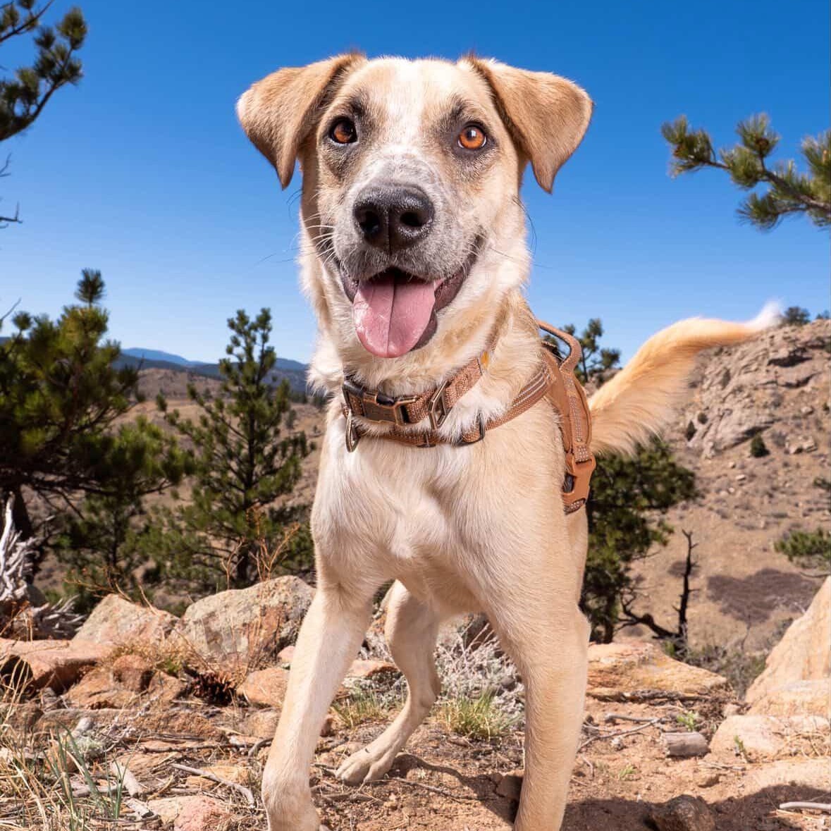 Flash, a Adoptable mixed breed in Commerce City, CO image 1/6