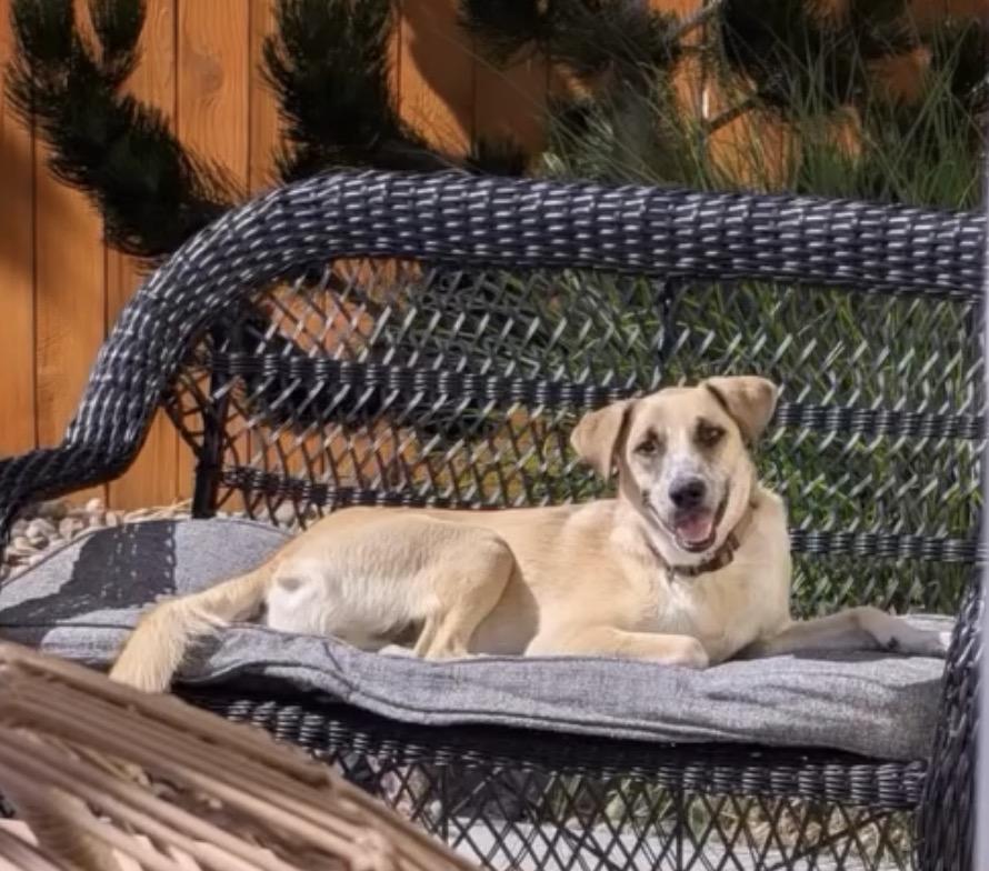 Flash, a Adoptable mixed breed in Commerce City, CO image 2/6