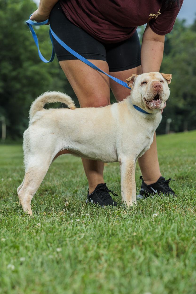 Truffles, Adoptable, Adult Female Shar-Pei.