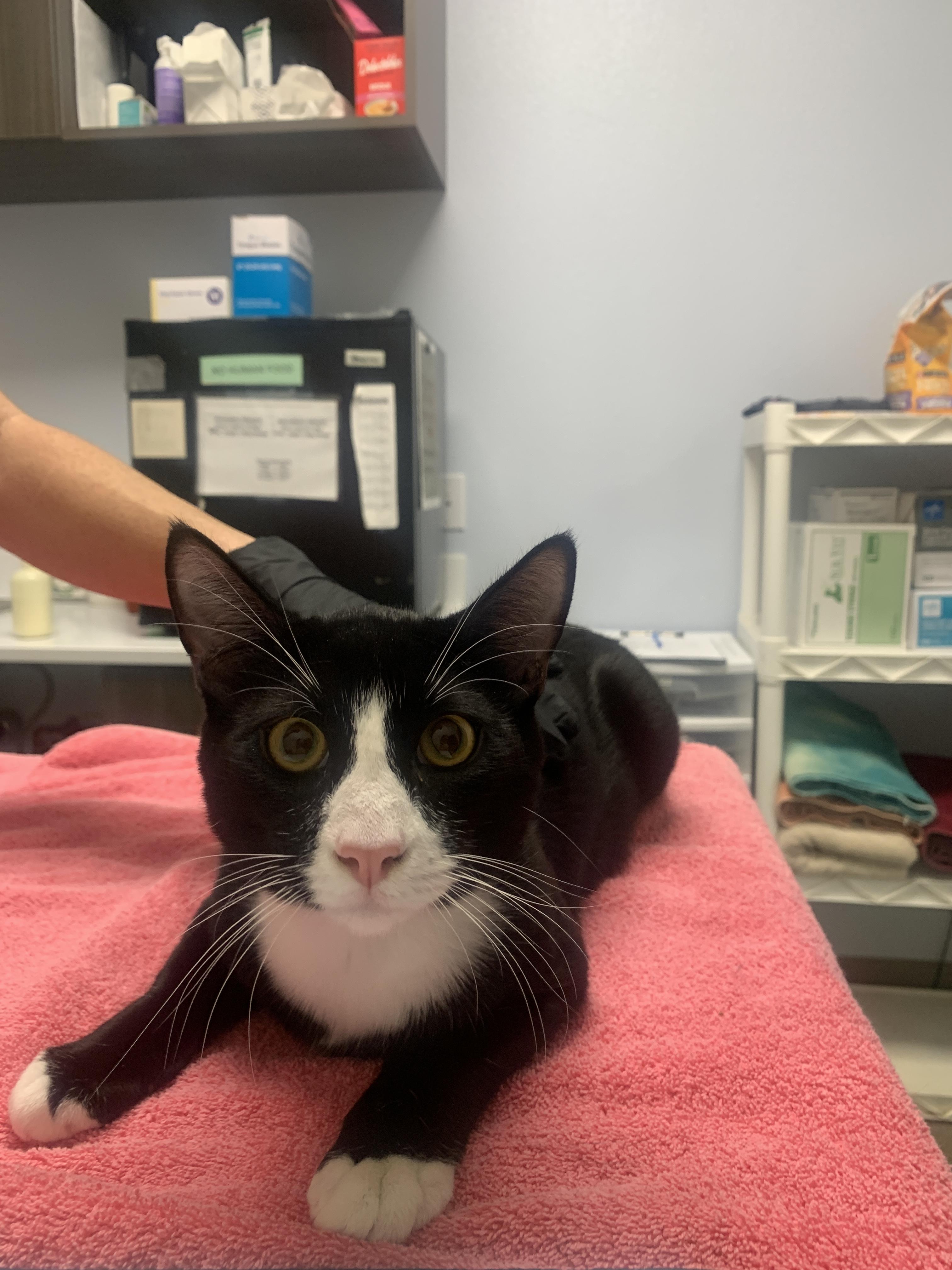 Grim, Adopted, Young Male Domestic Short Hair.