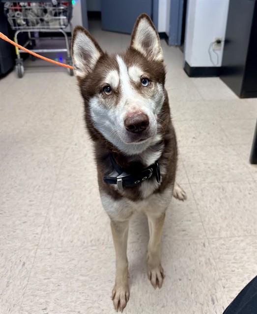 WILE, Adoptable, Adult Female Siberian Husky.