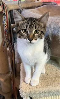 Enlarge Skittles, a ADOPTABLE American Shorthair in Milbank, SD image 1/1
