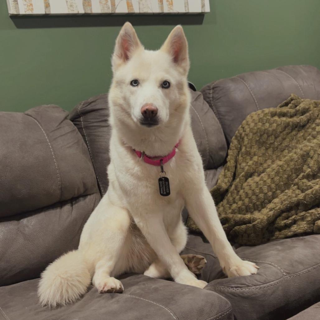 Aspen, Adoptable, Adult Female Husky.
