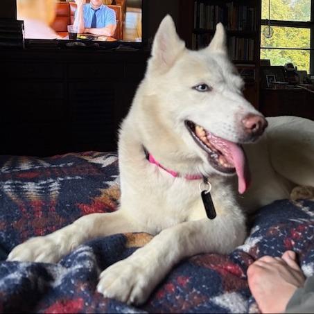 Enlarge Aspen, a Adoptable Husky in Kansas City, MO image 2/6