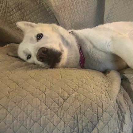 Enlarge Aspen, a Adoptable Husky in Kansas City, MO image 3/6