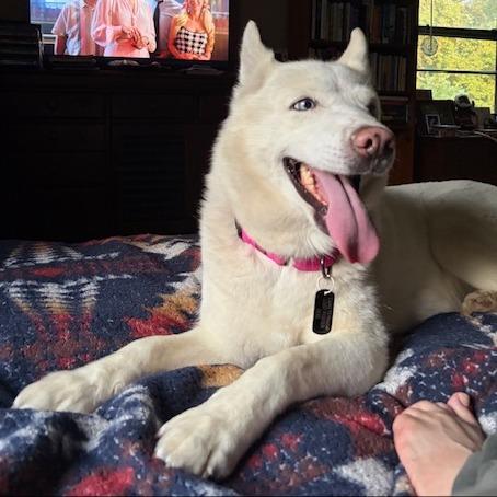 Enlarge Aspen, a Adoptable Husky in Kansas City, MO image 4/6