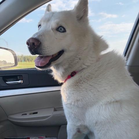 Enlarge Aspen, a Adoptable Husky in Kansas City, MO image 5/6