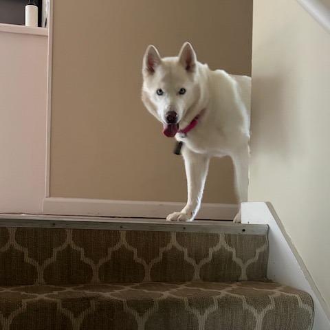 Enlarge Aspen, a Adoptable Husky in Kansas City, MO image 6/6