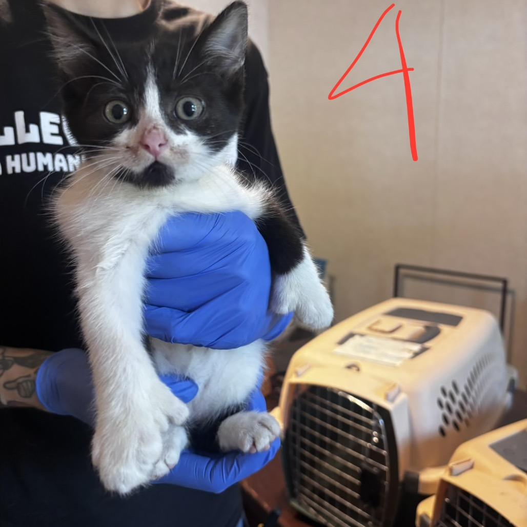 Enlarge Tiny, a Adoptable Domestic Medium Hair in Belleville, IL image 1/2