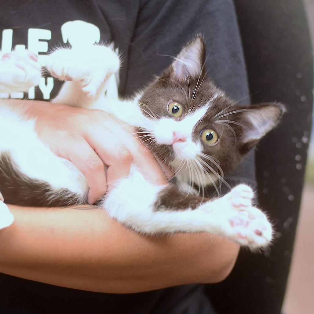 Enlarge Tiny, a Adoptable Domestic Medium Hair in Belleville, IL image 2/2