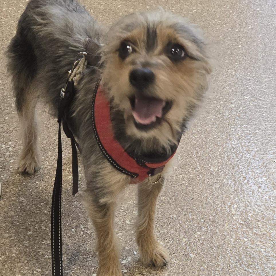 Enlarge Mocha, a Adoptable Silky Terrier image 1/1