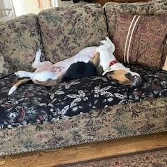 Enlarge Bailey, a Adoptable Basset Hound in O'Fallon, MO image 4/4