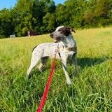 Enlarge Jack, a Adopted mixed breed in New Bern , NC image 3/4