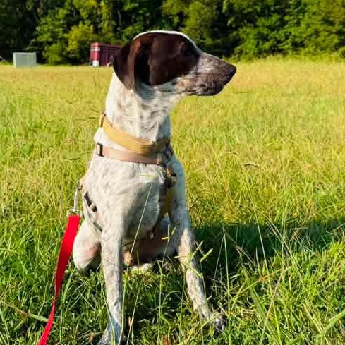 Enlarge Jack, a Adopted mixed breed in New Bern , NC image 4/4