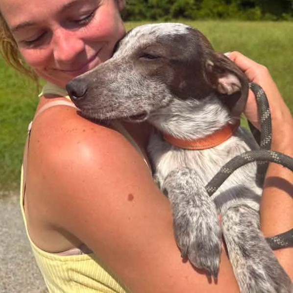 Jack, Adoptable, Puppy Male Australian Cattle Dog / Blue Heeler & Pointer.