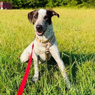 Enlarge Jack, a Adopted mixed breed in New Bern , NC image 2/4