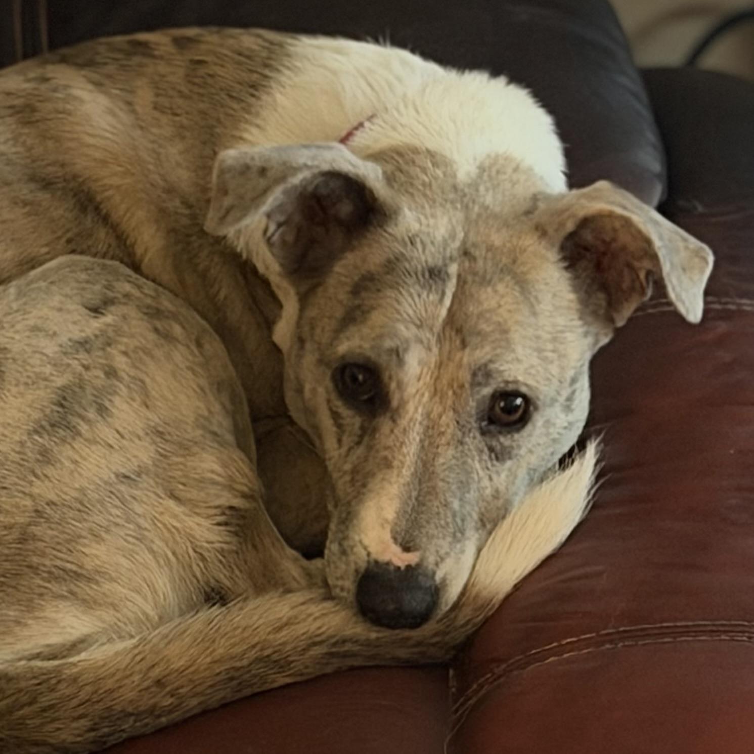 Enlarge Delilah, a Adoptable mixed breed in NASHUA, NH image 4/5