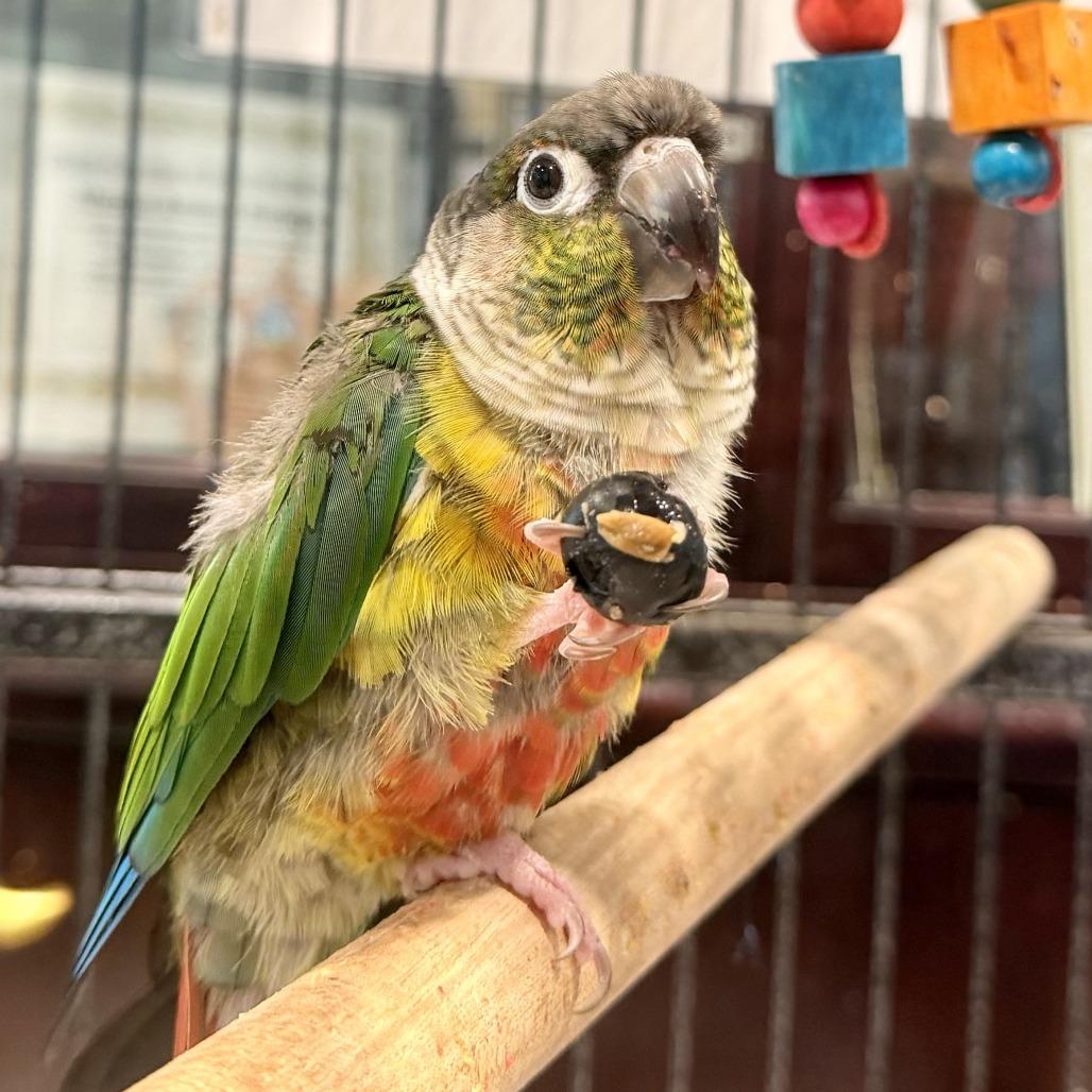 Bow, Adoptable, Senior Male Conure.