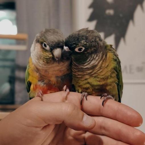 Enlarge Bow, a Adoptable Conure in Freeport, FL image 2/6