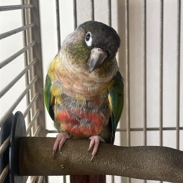 Enlarge Bow, a Adoptable Conure in Freeport, FL image 3/6