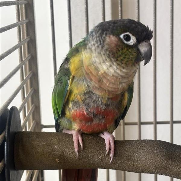 Enlarge Bow, a Adoptable Conure in Freeport, FL image 4/6