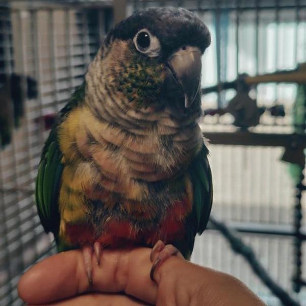 Enlarge Bow, a Adoptable Conure in Freeport, FL image 6/6