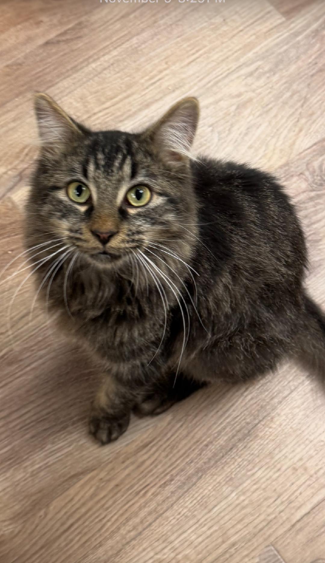 Pumpkinn, adopted, Young Male Domestic Medium Hair.