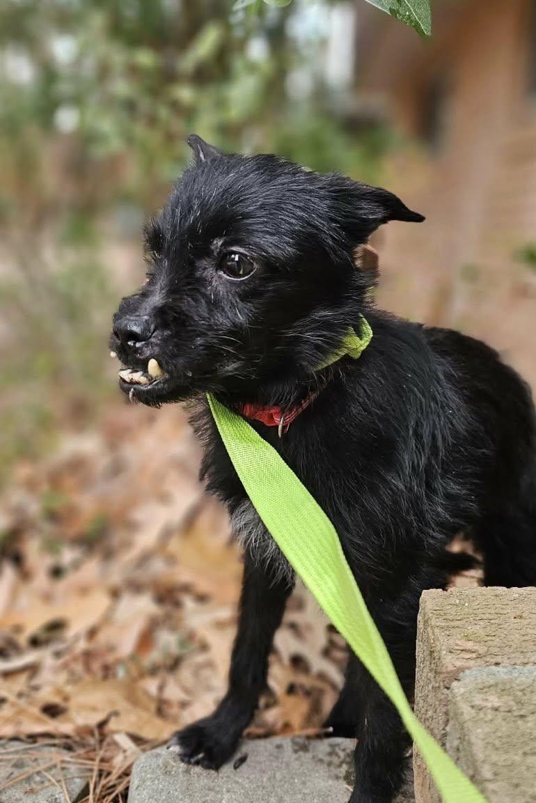 Pineapple, ADOPTABLE, Adult Male Yorkshire Terrier & Chihuahua.