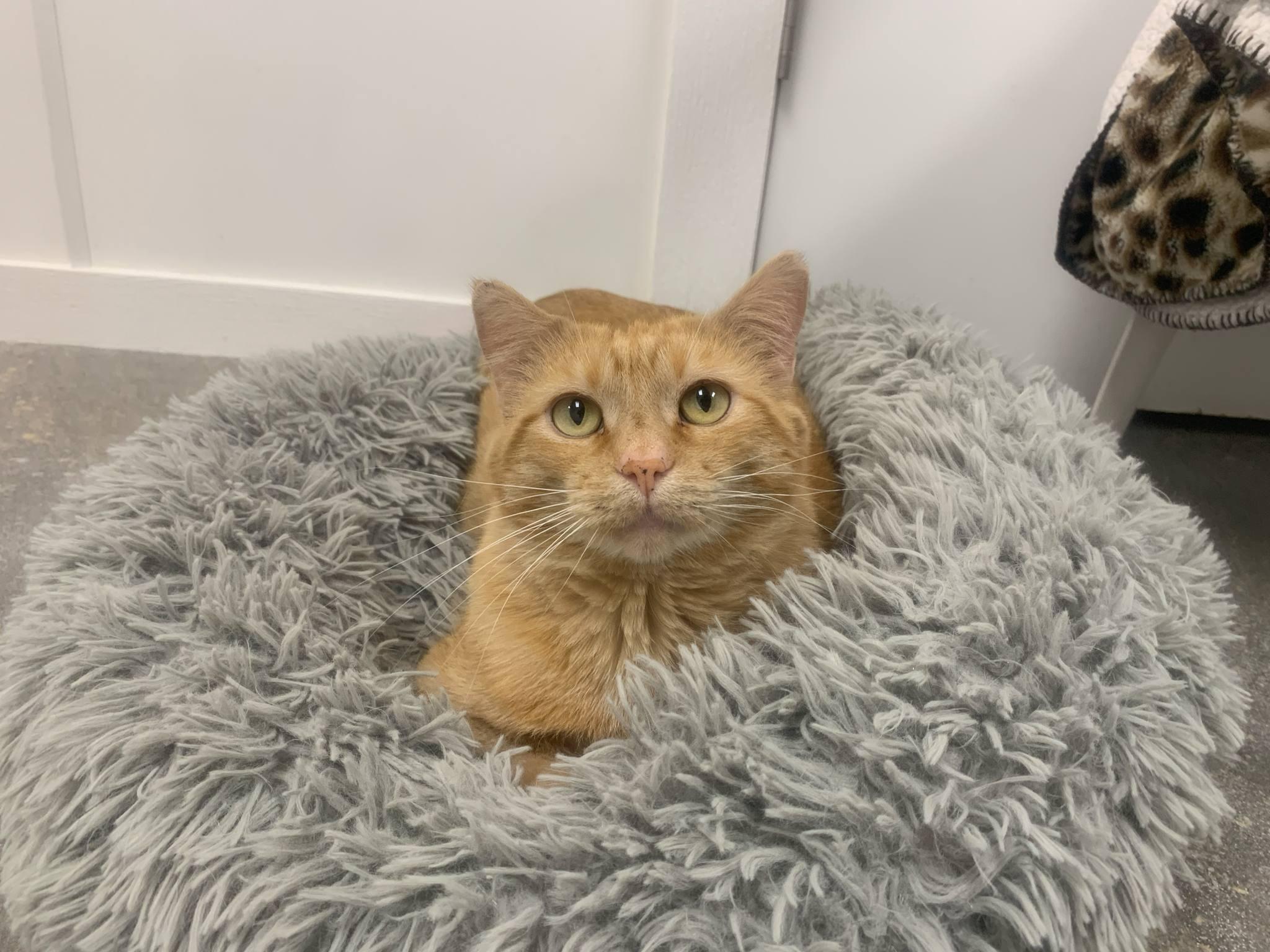 Kitkin, Adoptable, Adult Male Tabby.