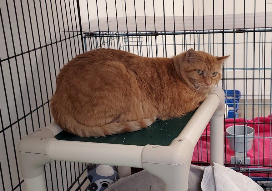 Kitkin, a Adoptable Tabby in Geneseo, IL image 4/5