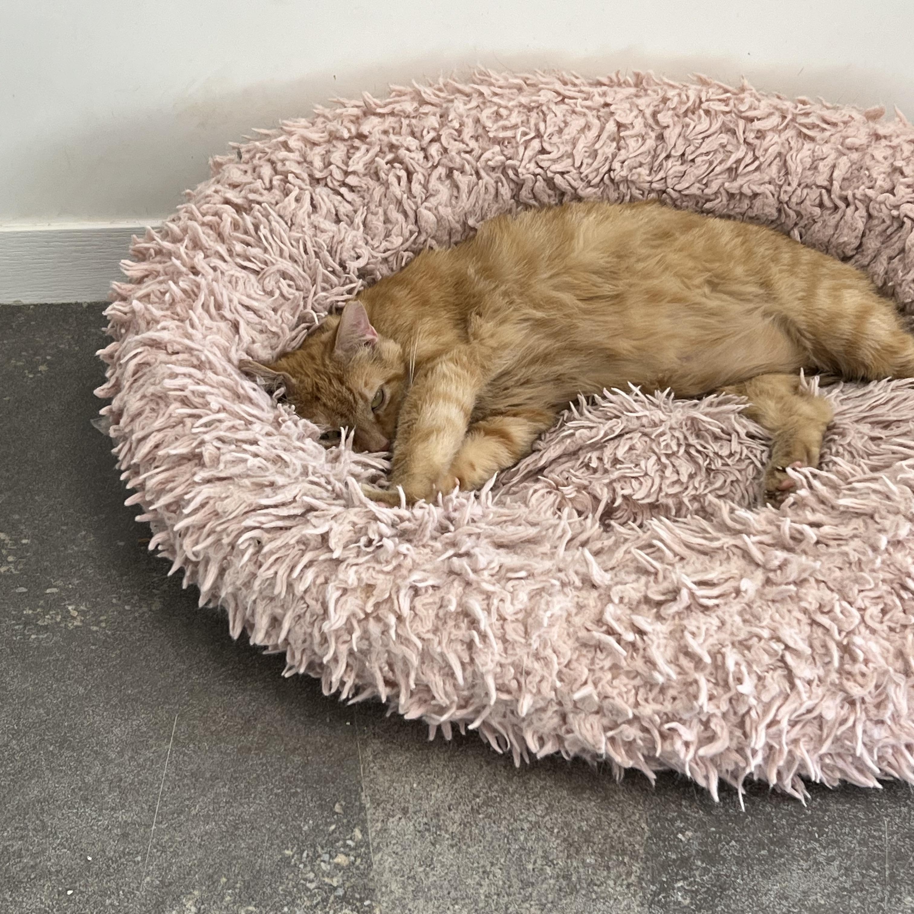 Kitkin, a Adoptable Tabby in Geneseo, IL image 5/5