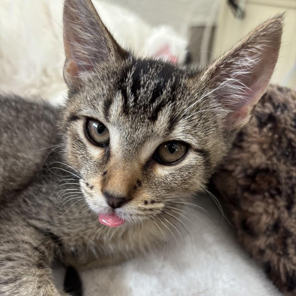 Cleo, Adoptable, Kitten Female Domestic Short Hair.