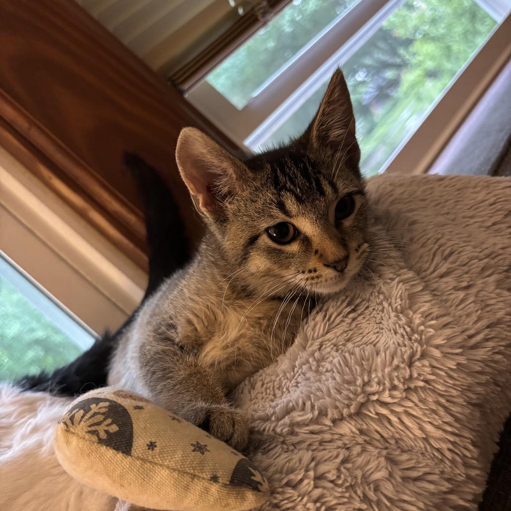 Cleo, a Adoptable Domestic Short Hair in Springfield, IL image 2/4