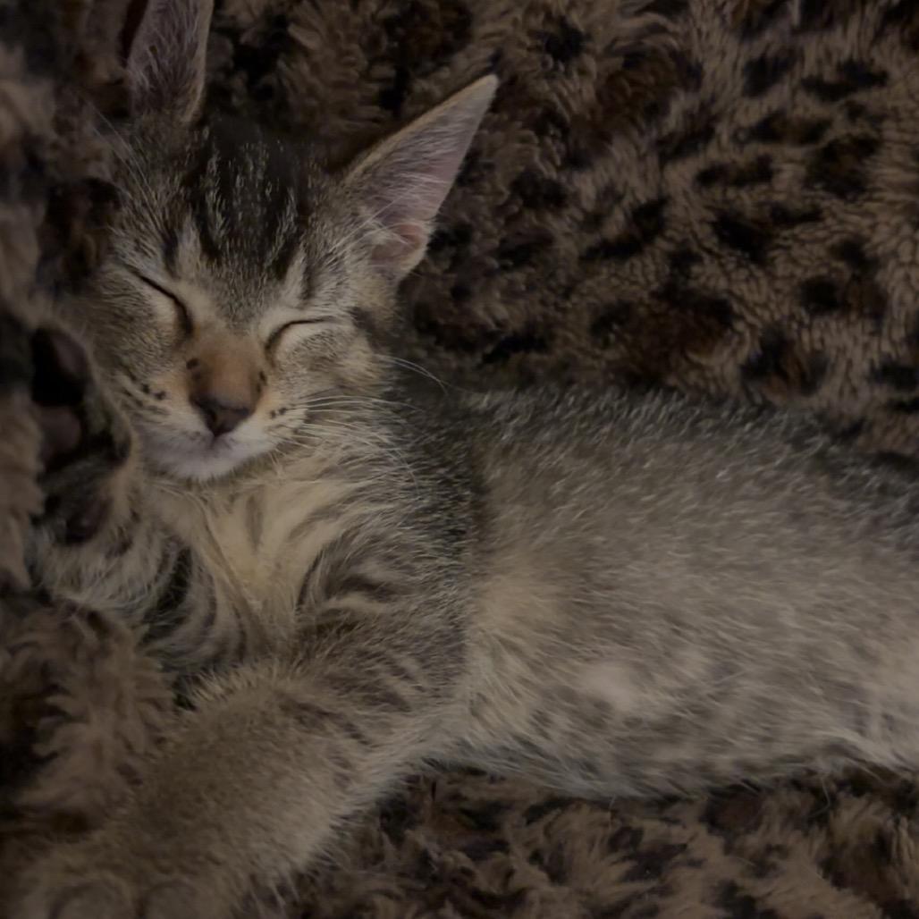 Cleo, a Adoptable Domestic Short Hair in Springfield, IL image 3/4