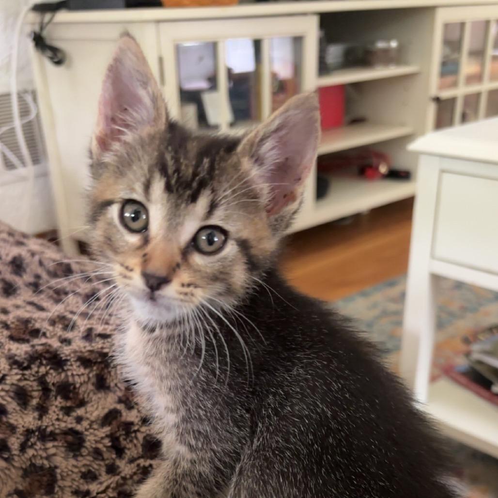 Cleo, a Adoptable Domestic Short Hair in Springfield, IL image 4/4