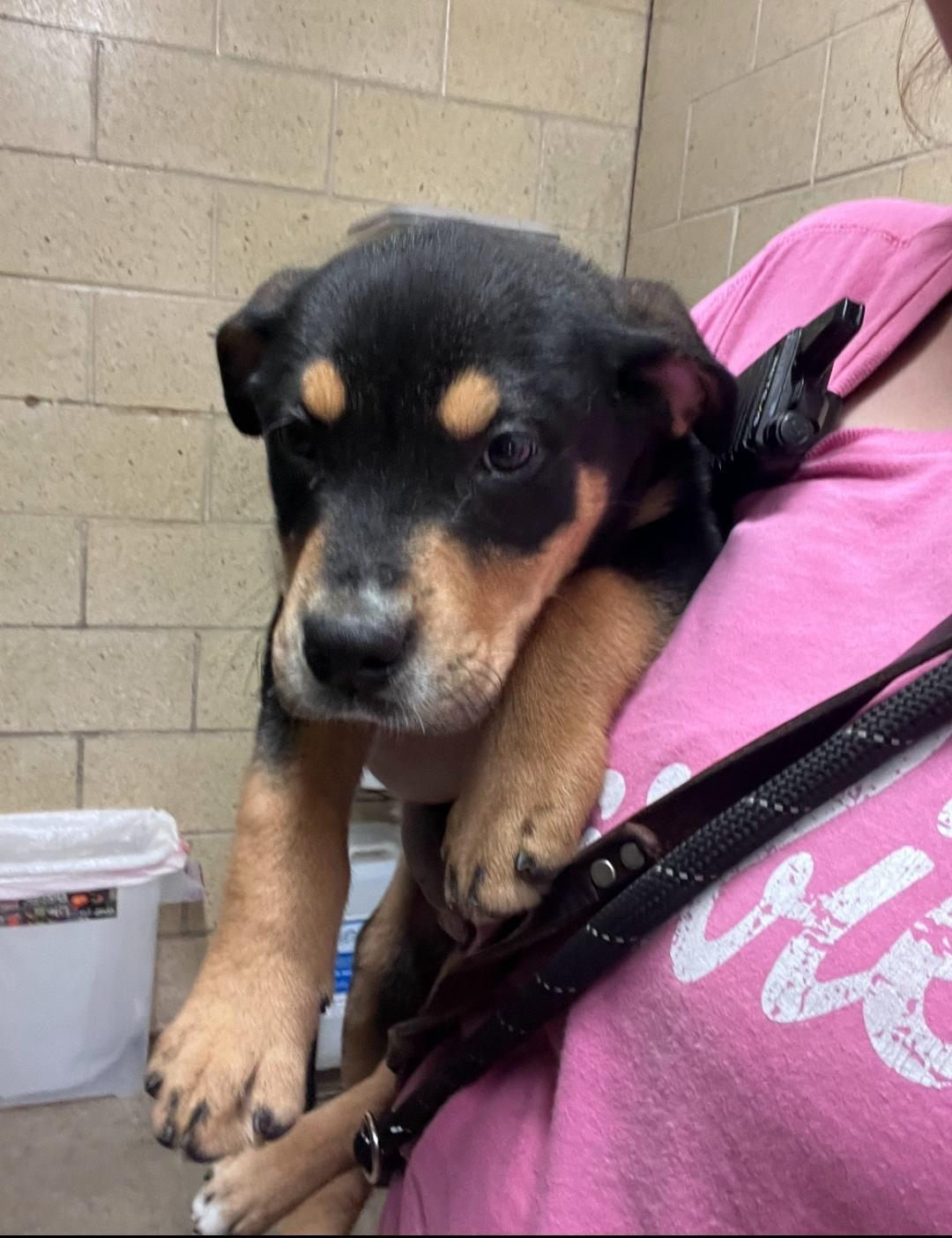 Pupeye the Sailor Man, adopted, Puppy Male Rottweiler.