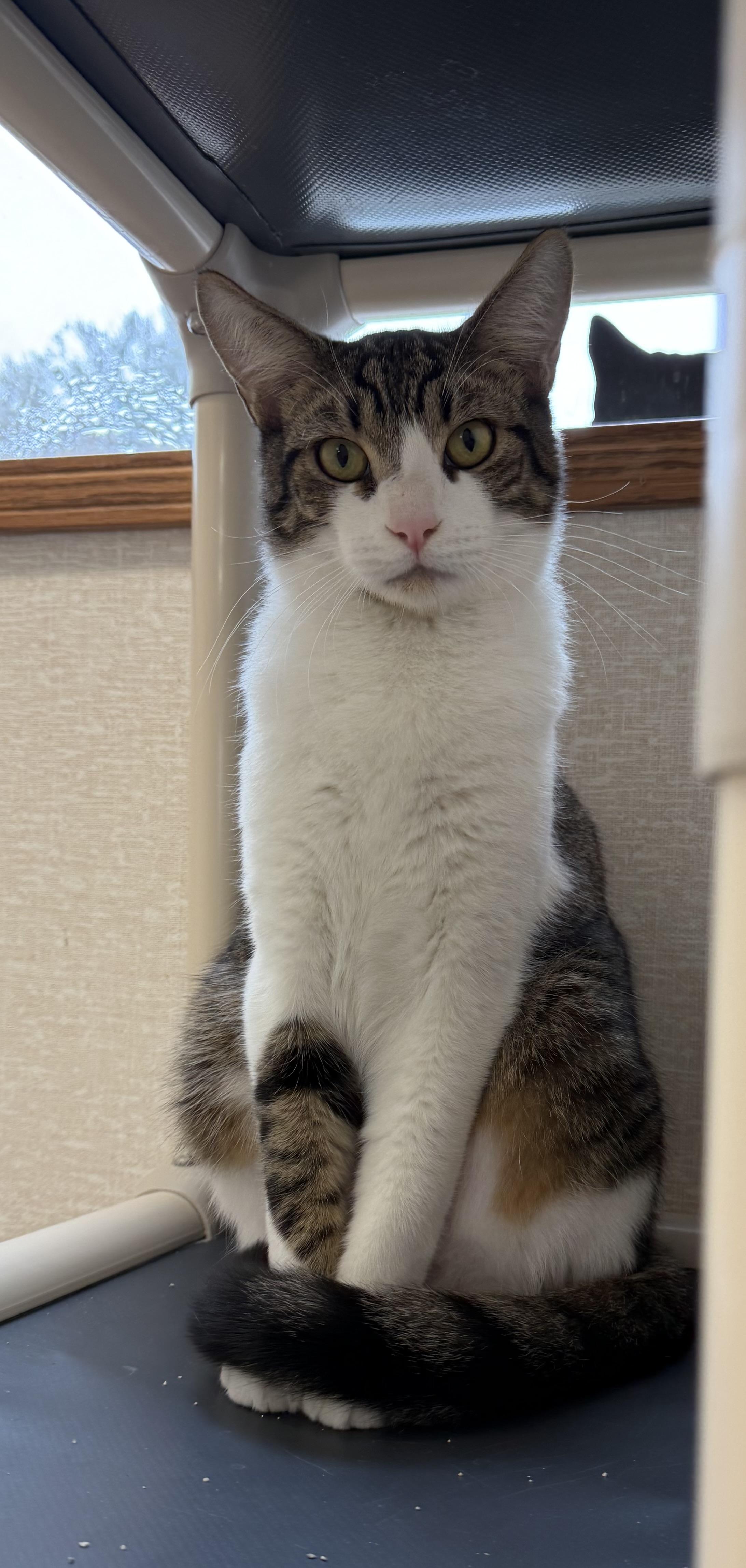 Enlarge Theo, a ADOPTABLE mixed breed in Salem, NH image 2/2