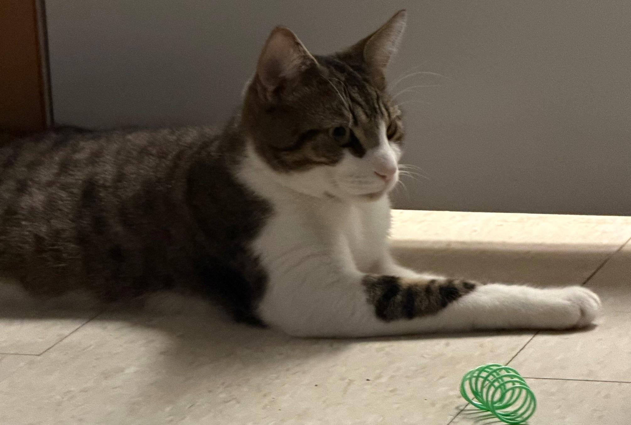 Enlarge Theo, a ADOPTABLE mixed breed in Salem, NH image 4/5