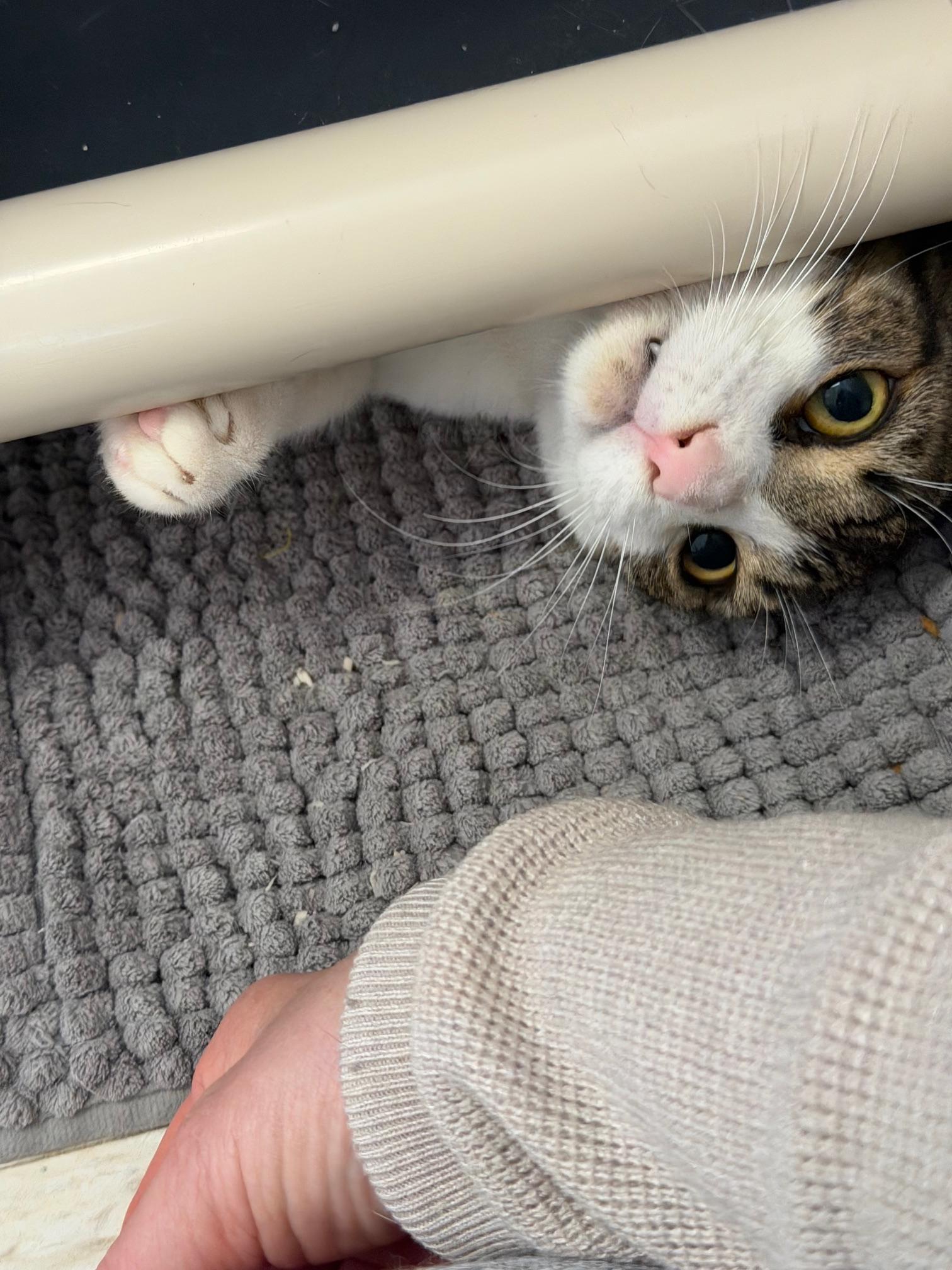 Enlarge Theo, a ADOPTABLE mixed breed in Salem, NH image 5/5