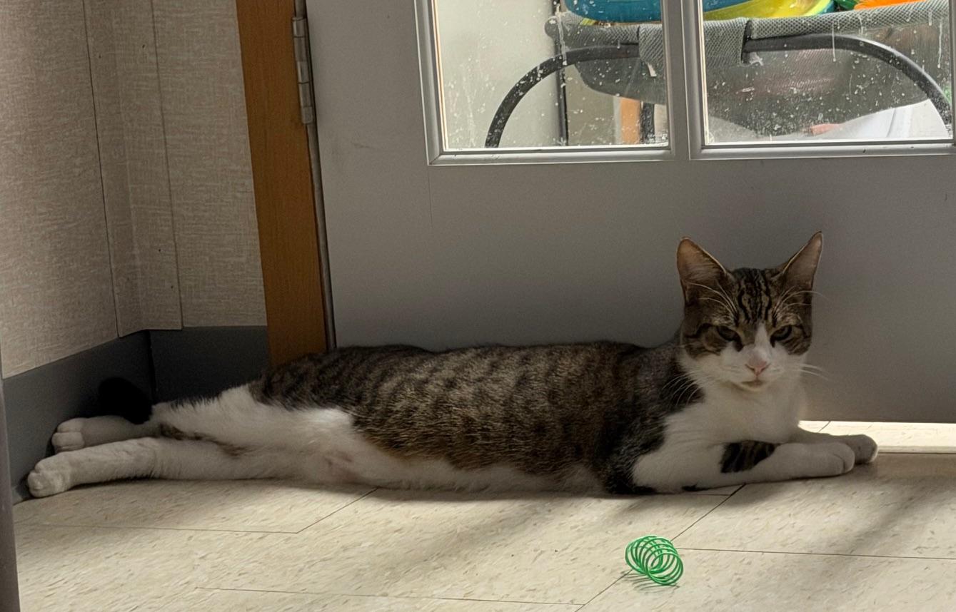 Enlarge Theo, a ADOPTABLE mixed breed in Salem, NH image 3/5