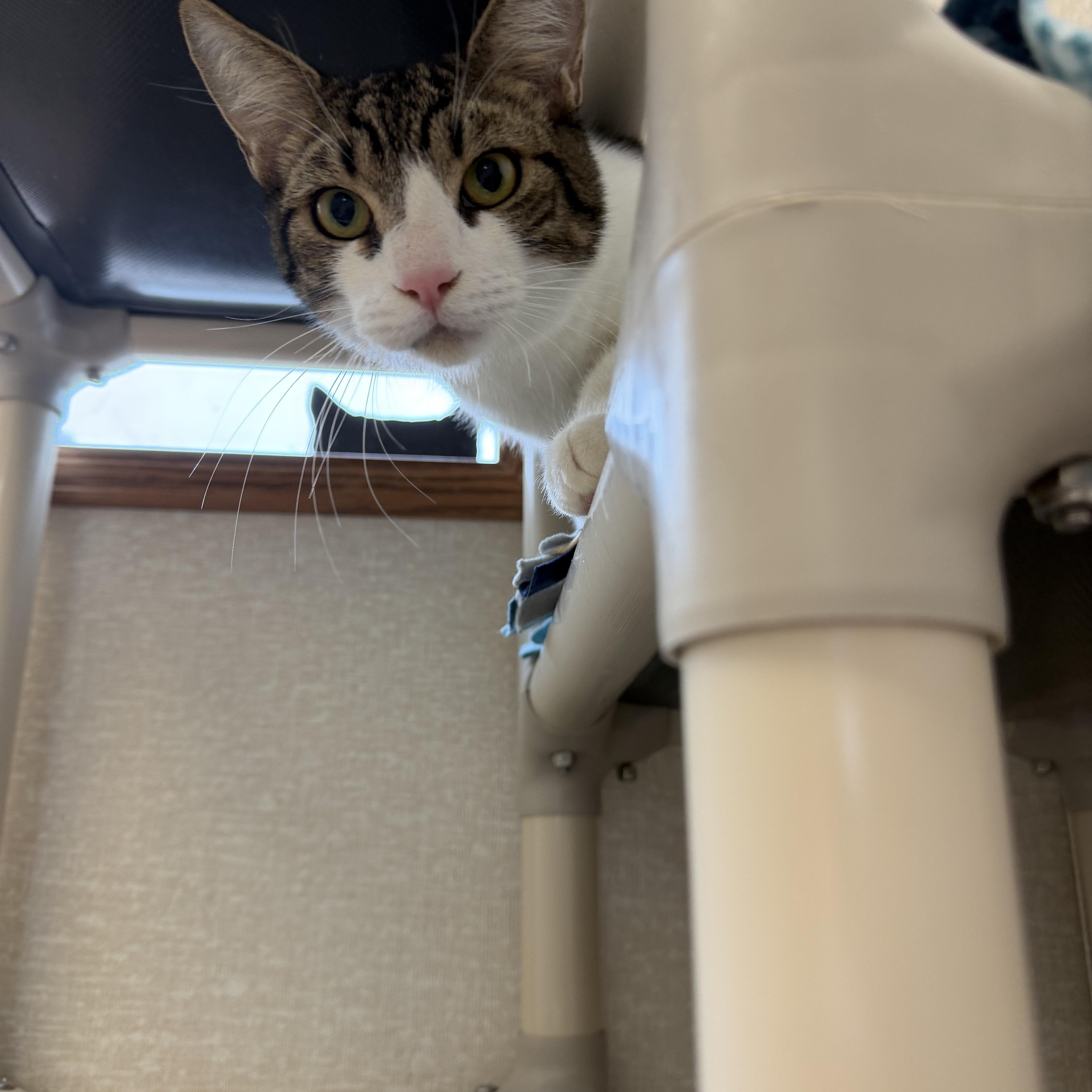 Theo, ADOPTABLE, Adult Male Domestic Short Hair.